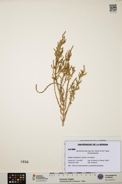 Sarcocornia neei [Espécimen: ULS:ULS:0009856]