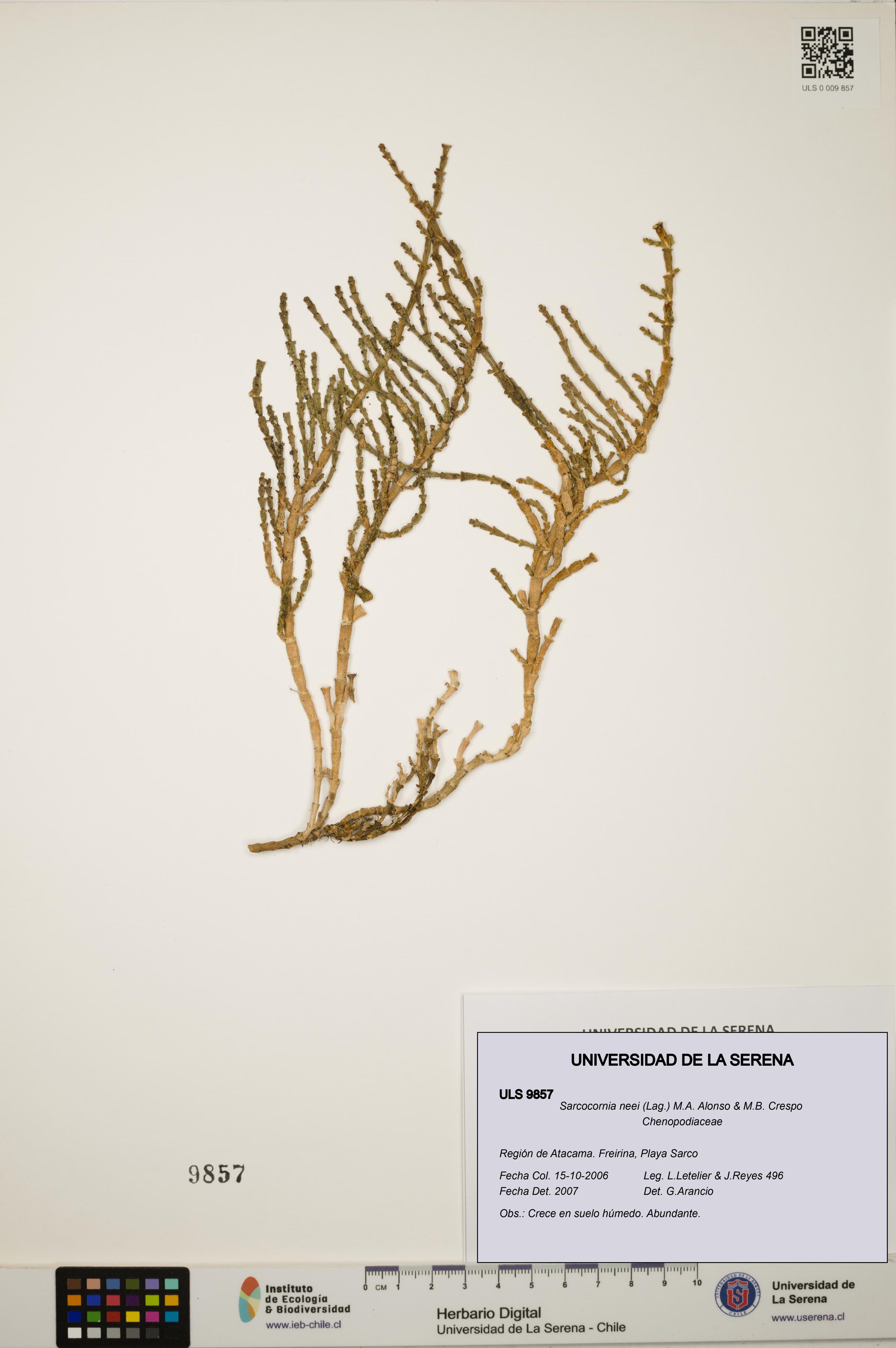 Sarcocornia neei [Espécimen: ULS:ULS:0009857]