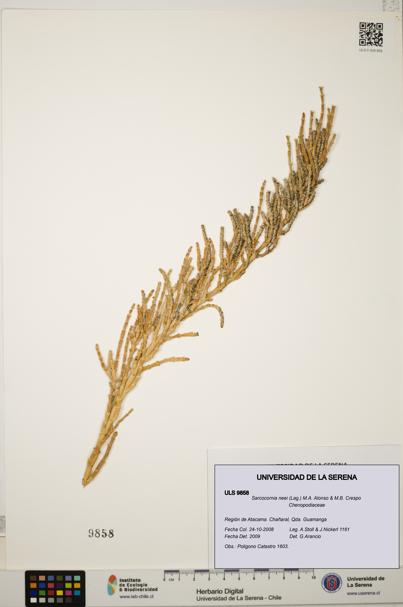 Sarcocornia neei [Espécimen: ULS:ULS:0009858]