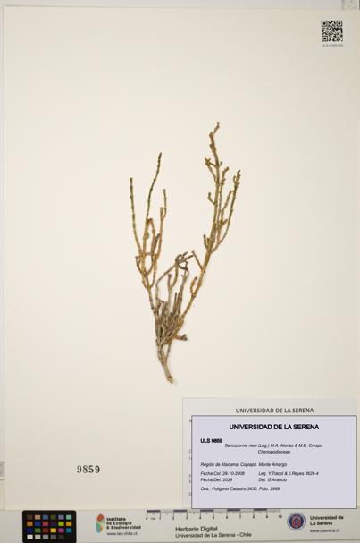 Sarcocornia neei [Espécimen: ULS:ULS:0009859]