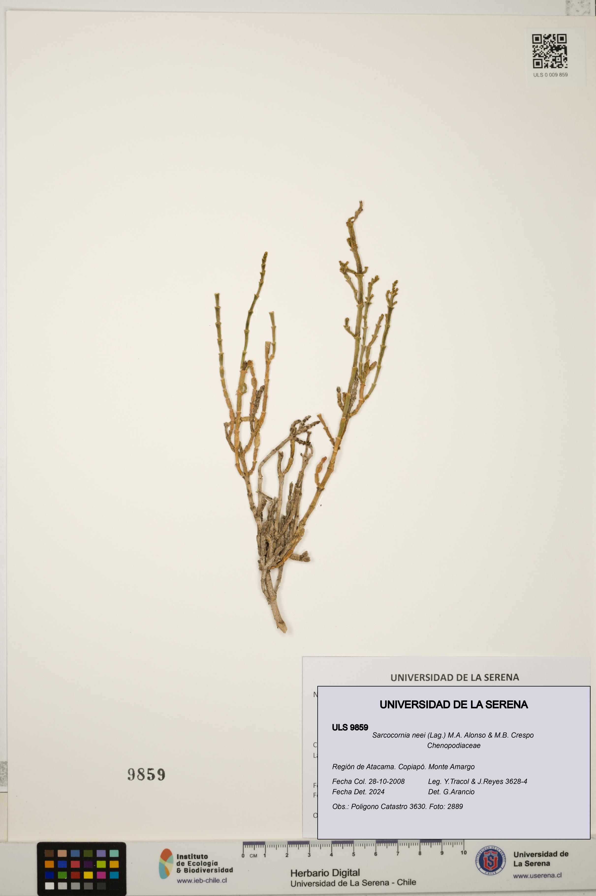 Sarcocornia neei [Espécimen: ULS:ULS:0009859]