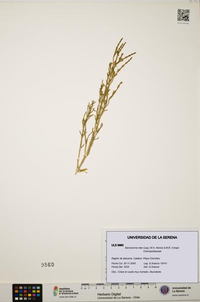 Sarcocornia neei [Espécimen: ULS:ULS:0009860]