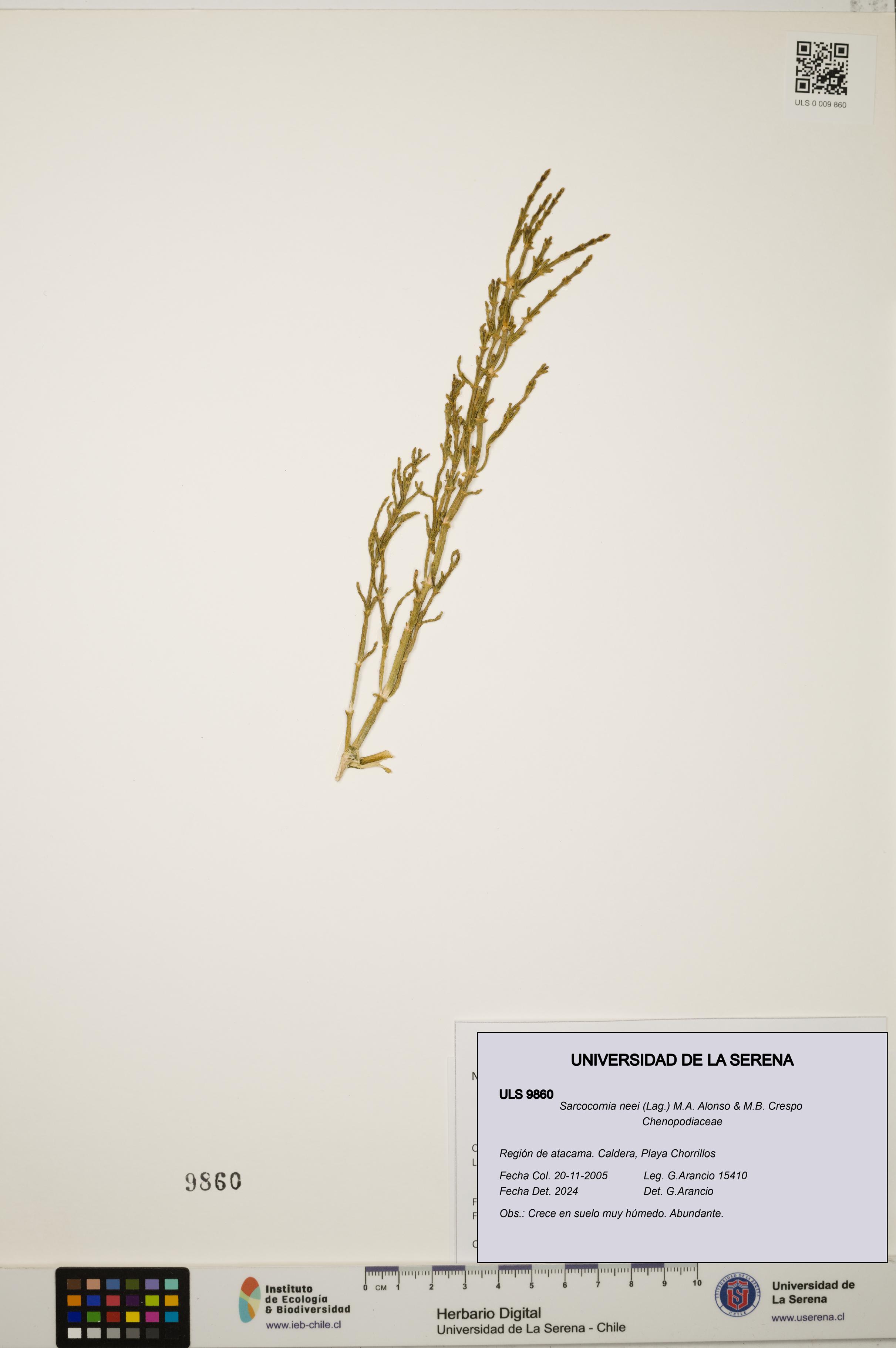 Sarcocornia neei [Espécimen: ULS:ULS:0009860]