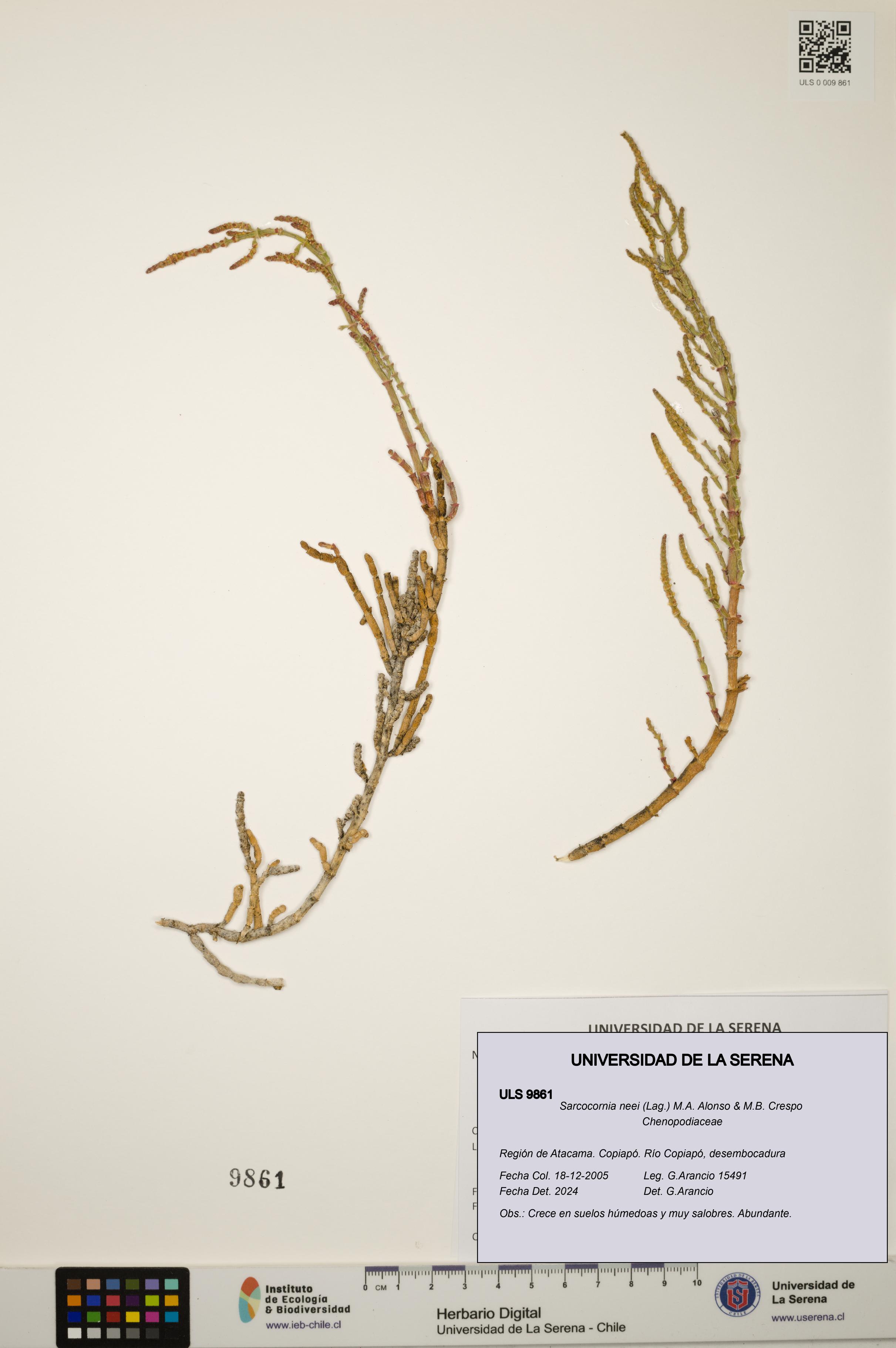 Sarcocornia neei [Espécimen: ULS:ULS:0009861]