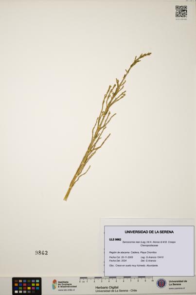 Sarcocornia neei [Espécimen: ULS:ULS:0009862]