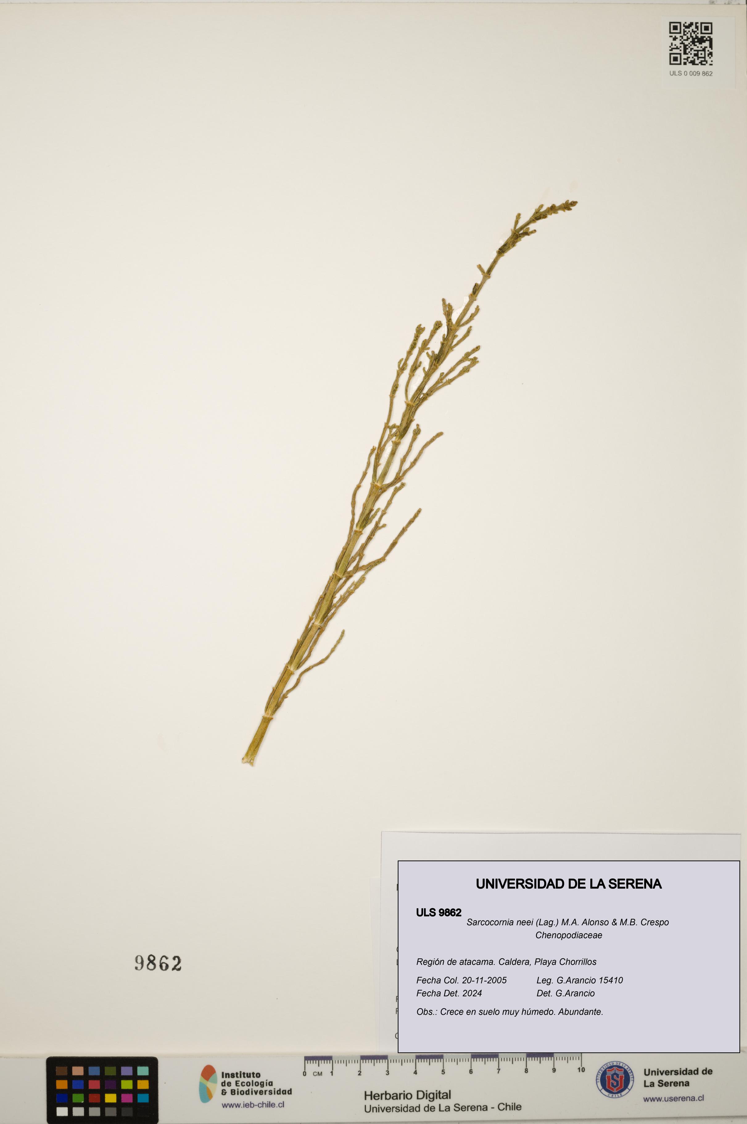 Sarcocornia neei [Espécimen: ULS:ULS:0009862]