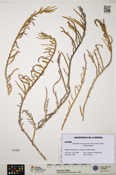 Sarcocornia neei [Espécimen: ULS:ULS:0009863]