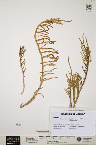 Sarcocornia neei [Espécimen: ULS:ULS:0009864]