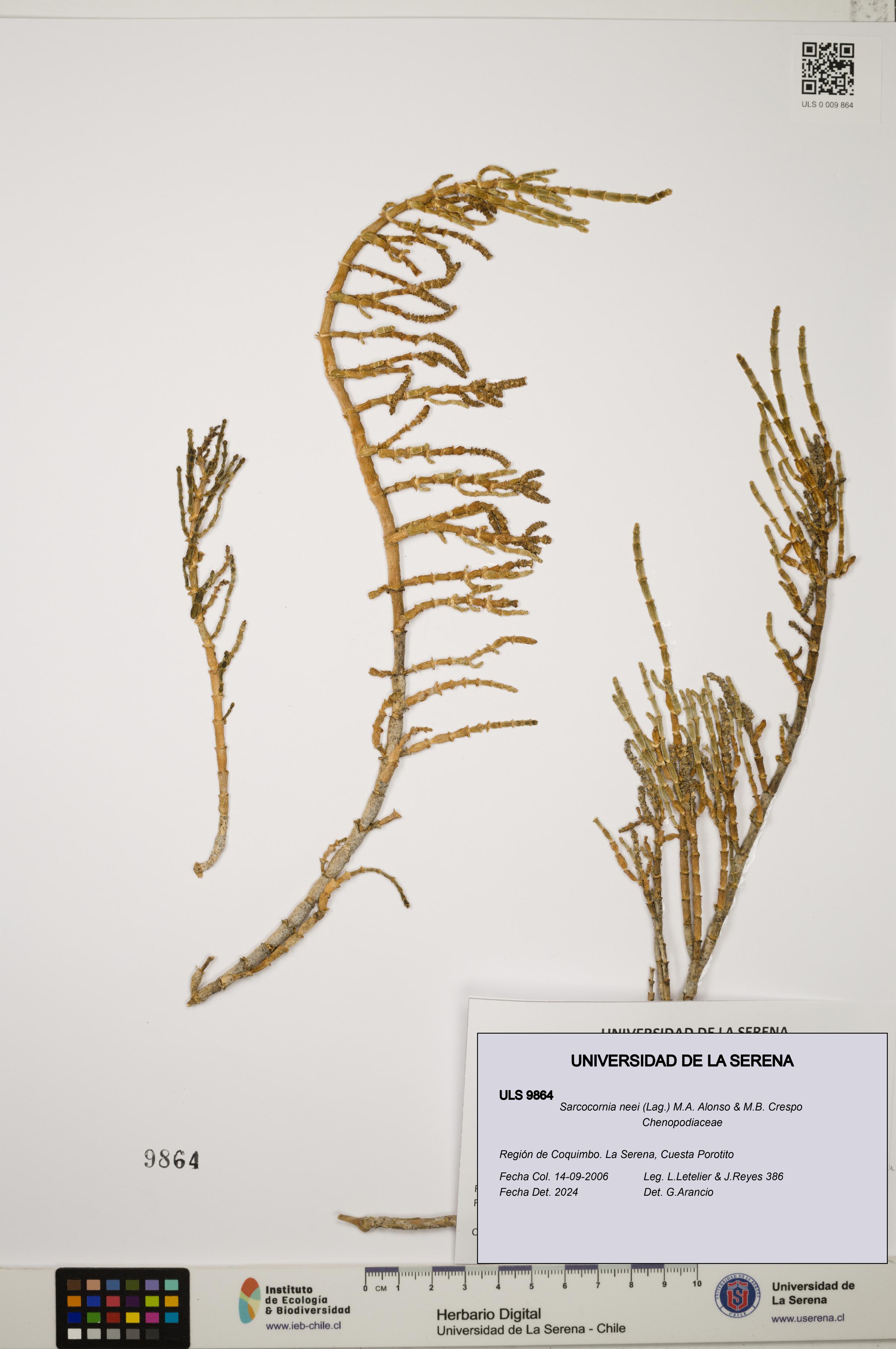 Sarcocornia neei [Espécimen: ULS:ULS:0009864]