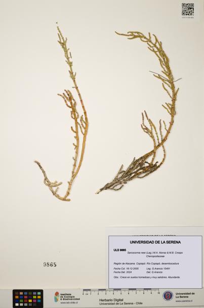 Sarcocornia neei [Espécimen: ULS:ULS:0009865]