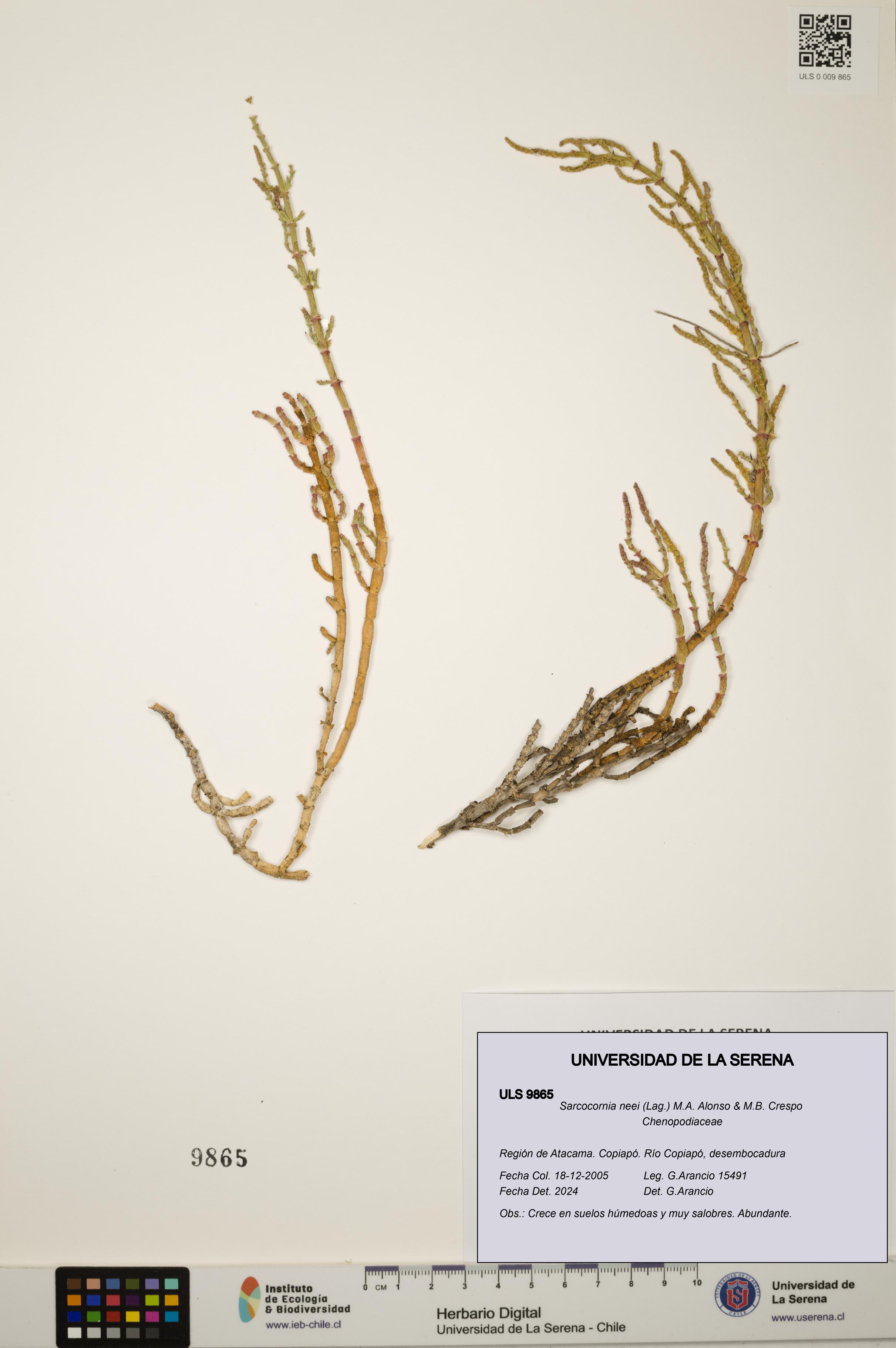 Sarcocornia neei [Espécimen: ULS:ULS:0009865]