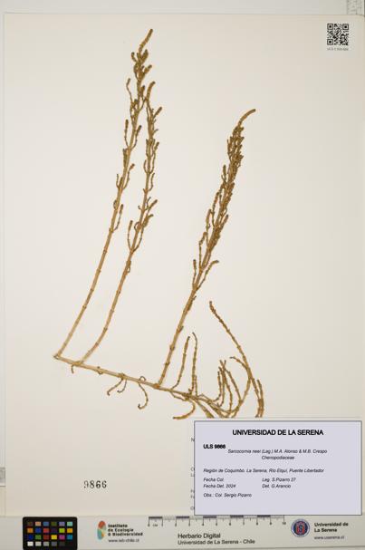 Sarcocornia neei [Espécimen: ULS:ULS:0009866]