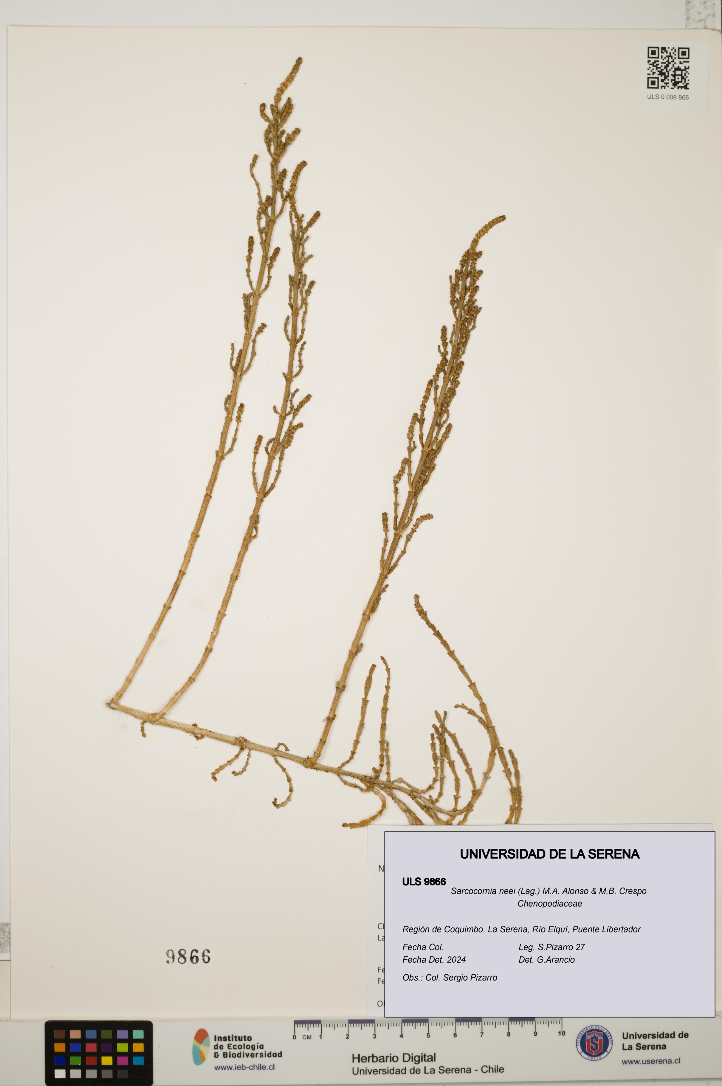 Sarcocornia neei [Espécimen: ULS:ULS:0009866]