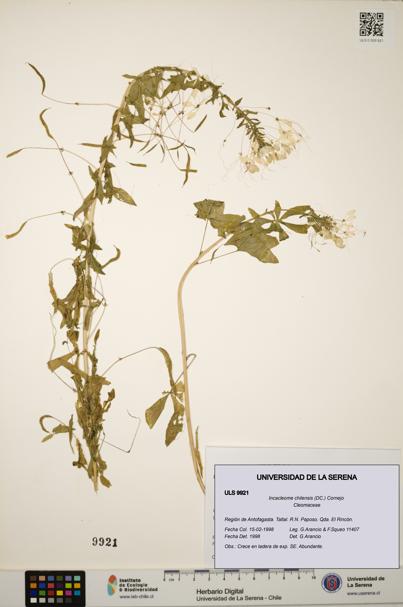 Incacleome chilensis [Espécimen: ULS:ULS:0009921]
