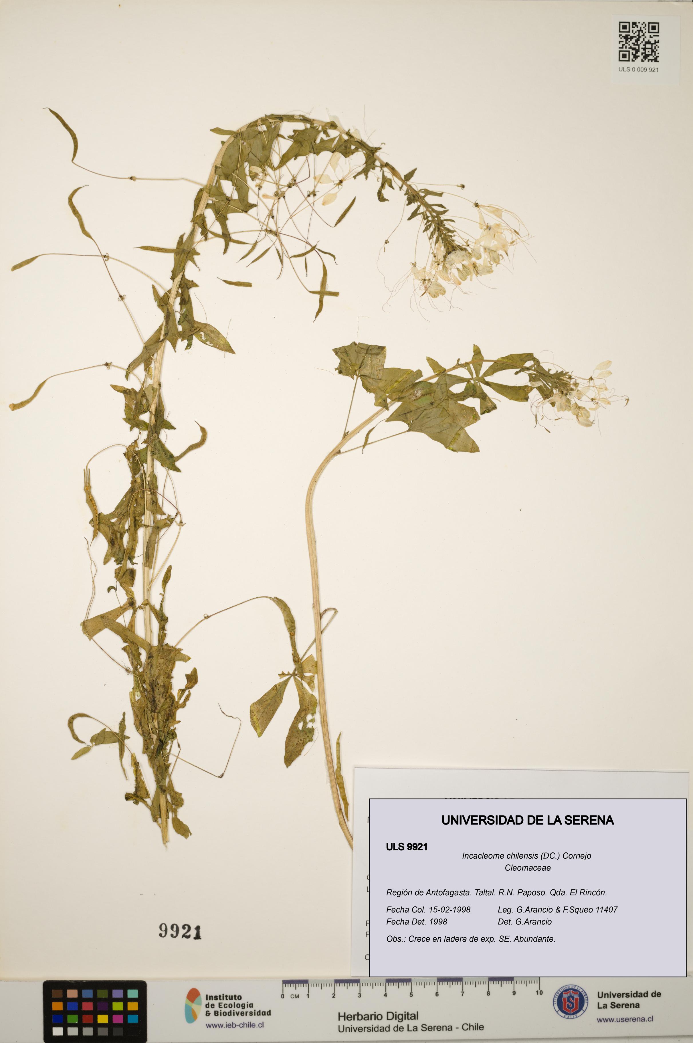 Incacleome chilensis [Espécimen: ULS:ULS:0009921]