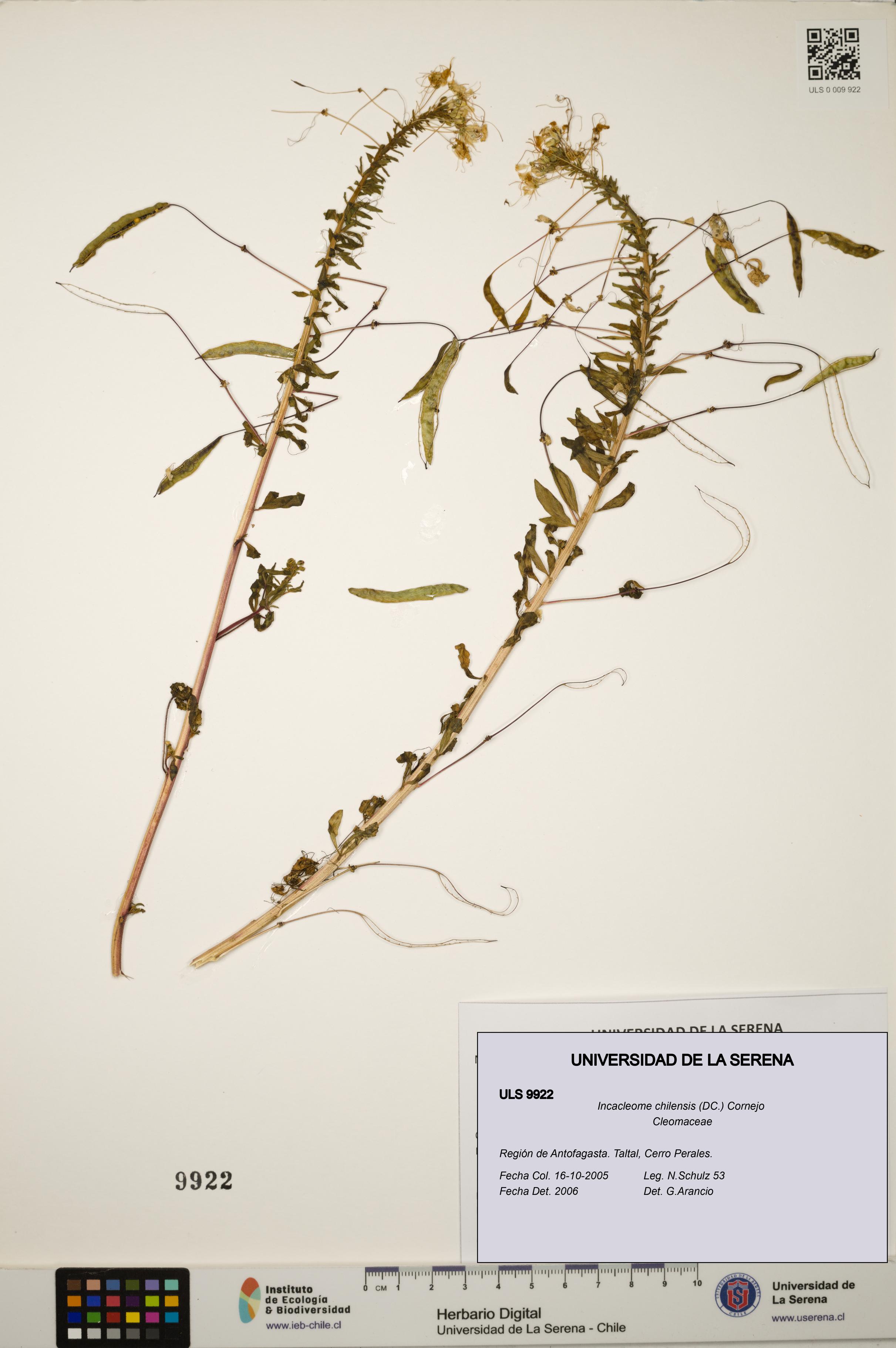 Incacleome chilensis [Espécimen: ULS:ULS:0009922]