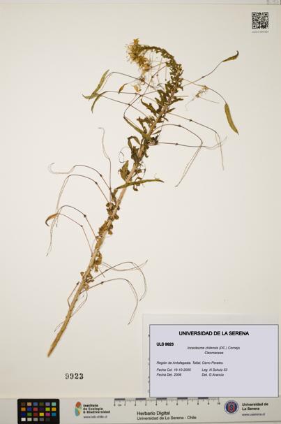 Incacleome chilensis [Espécimen: ULS:ULS:0009923]