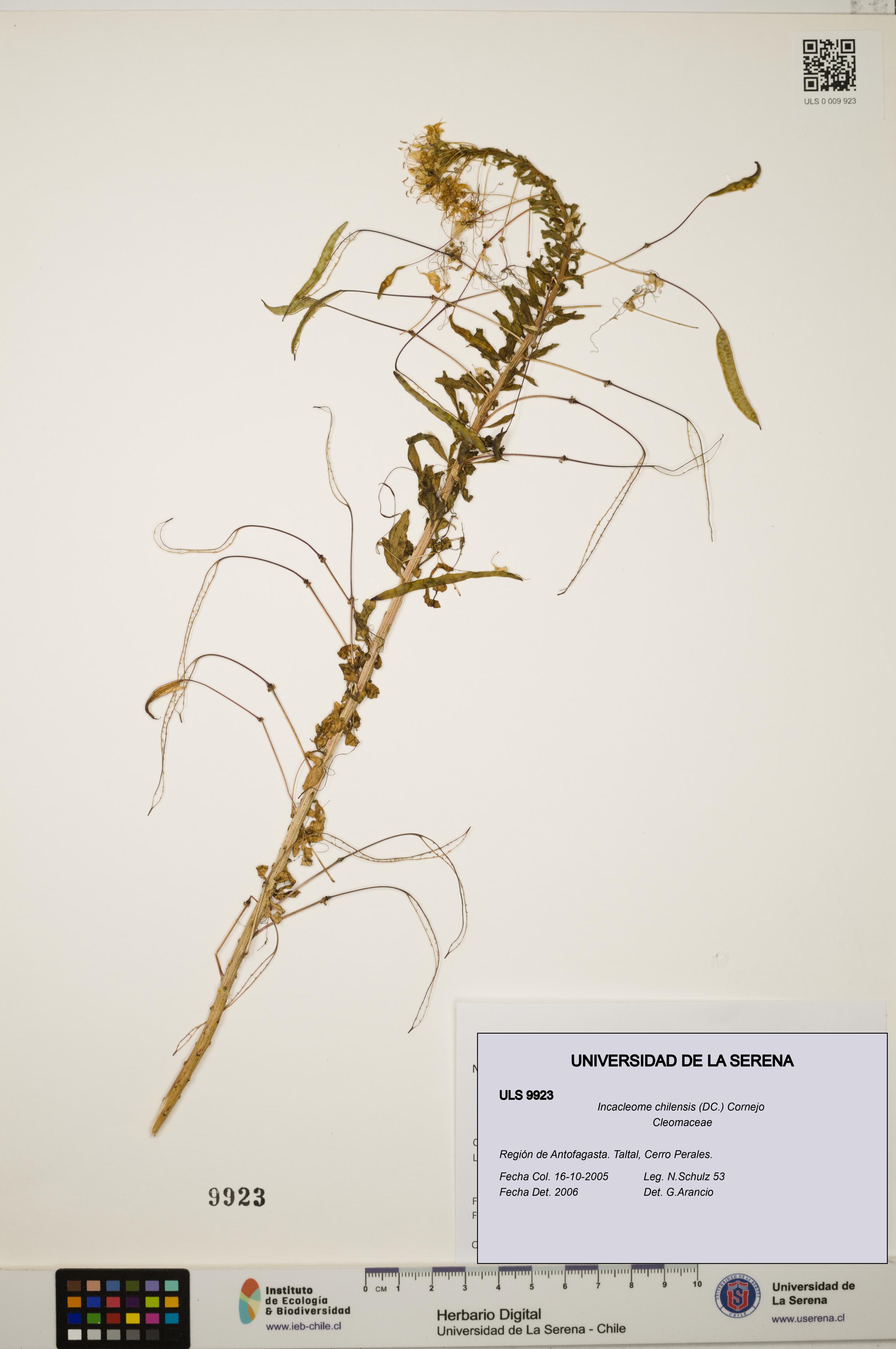 Incacleome chilensis [Espécimen: ULS:ULS:0009923]