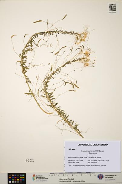 Incacleome chilensis [Espécimen: ULS:ULS:0009924]