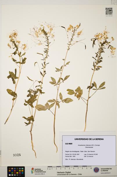 Incacleome chilensis [Espécimen: ULS:ULS:0009925]