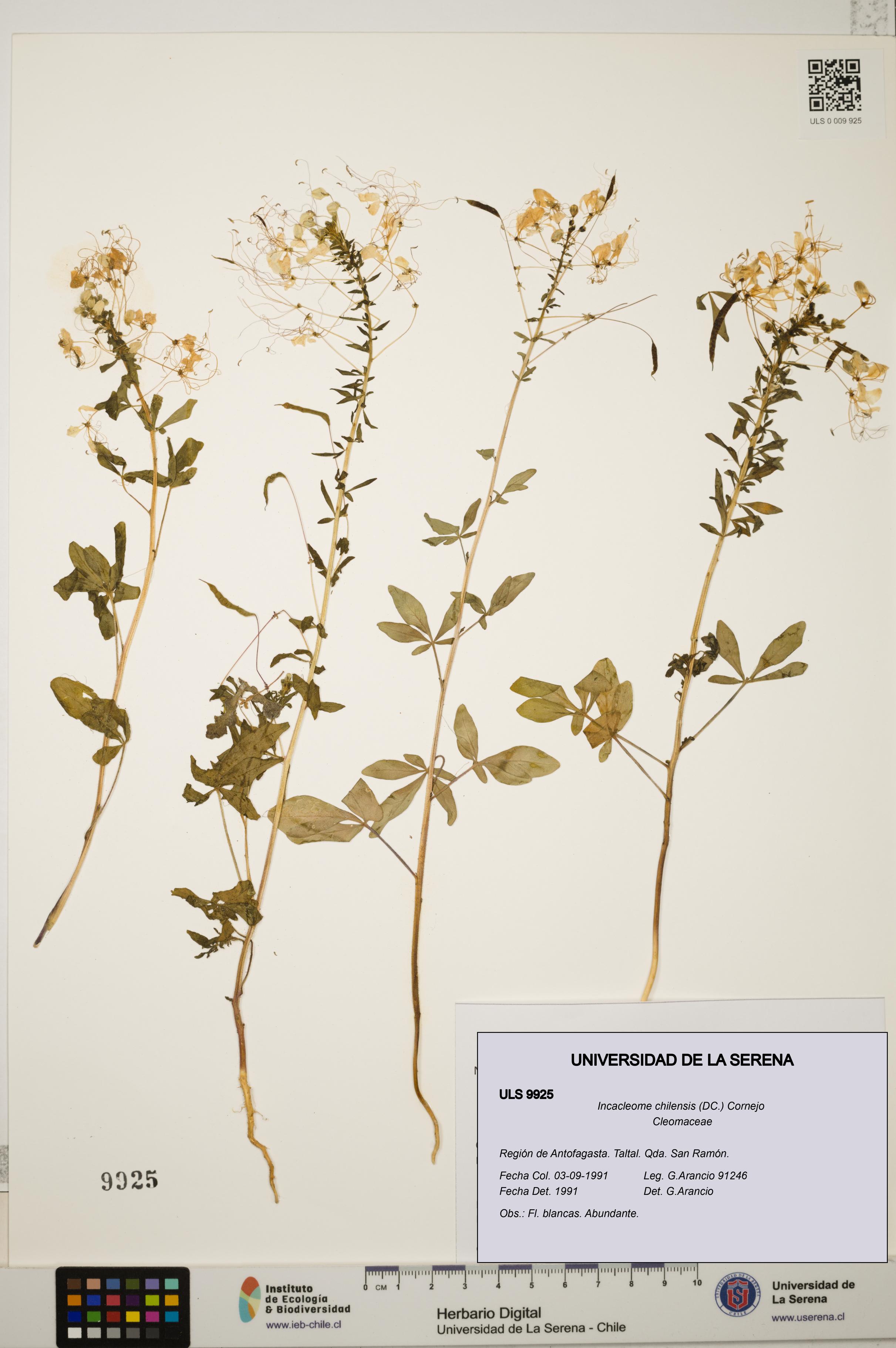 Incacleome chilensis [Espécimen: ULS:ULS:0009925]