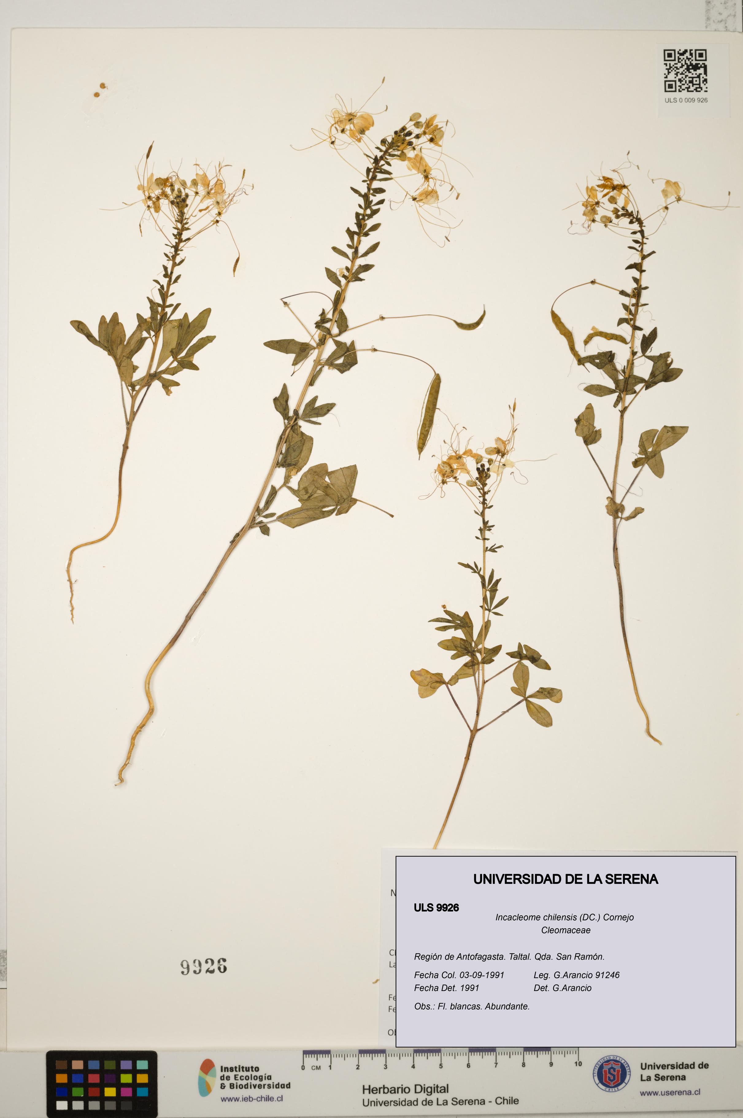 Incacleome chilensis [Espécimen: ULS:ULS:0009926]