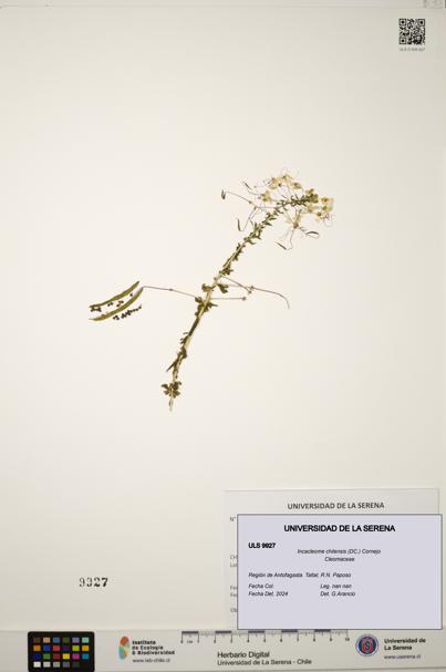 Incacleome chilensis [Espécimen: ULS:ULS:0009927]