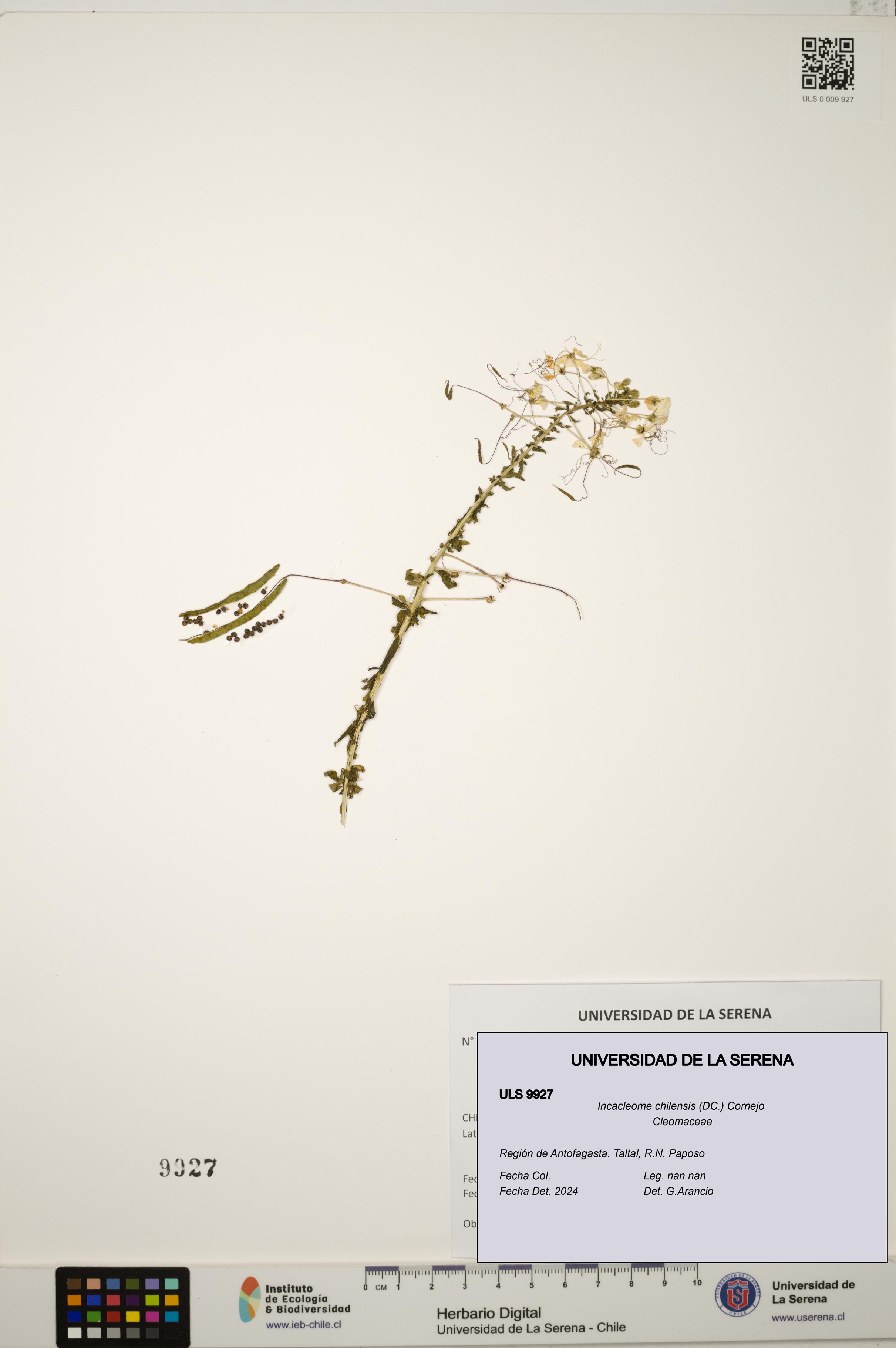 Incacleome chilensis [Espécimen: ULS:ULS:0009927]