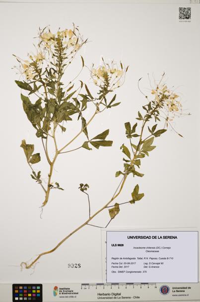 Incacleome chilensis [Espécimen: ULS:ULS:0009928]