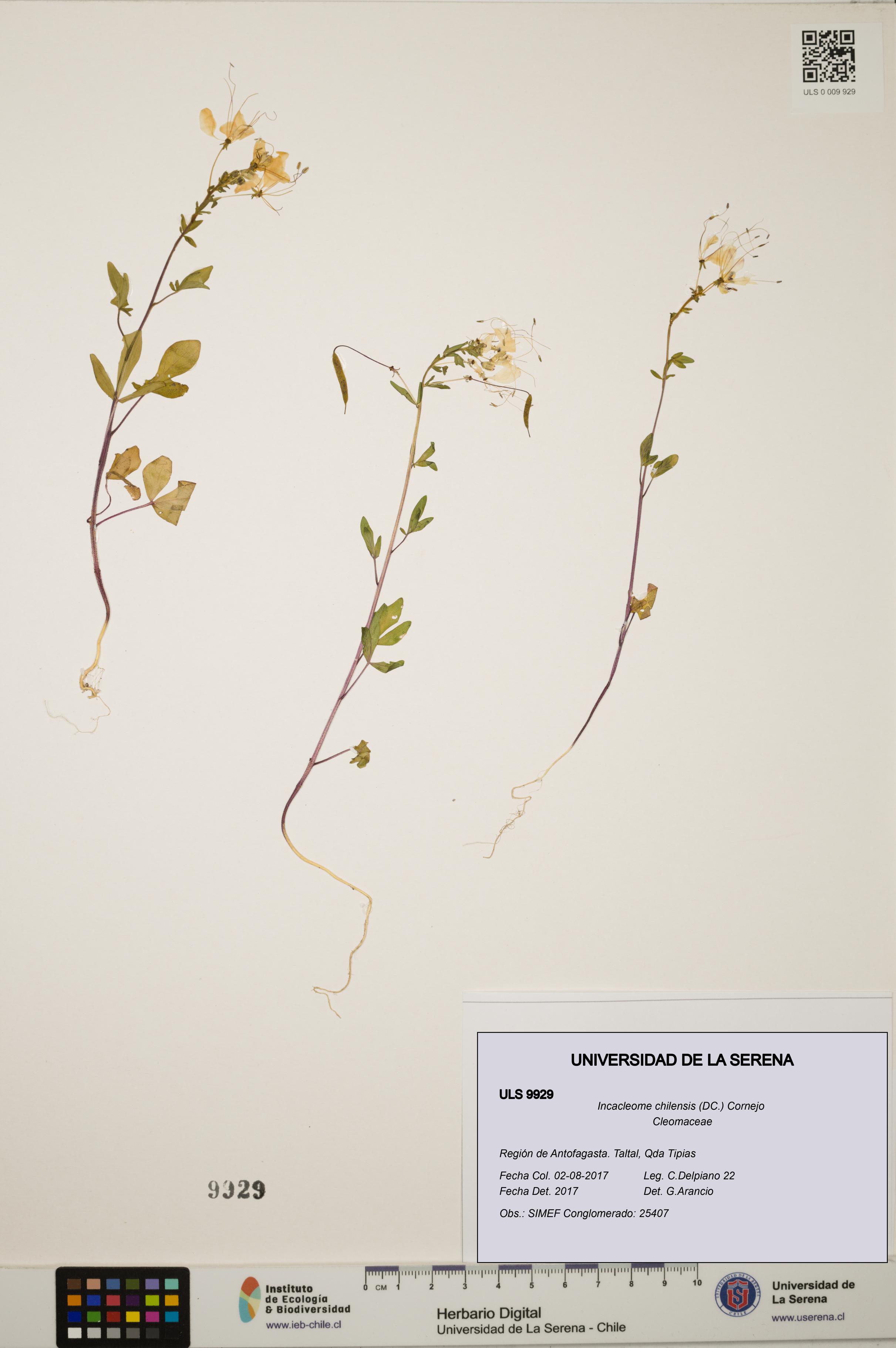 Incacleome chilensis [Espécimen: ULS:ULS:0009929]