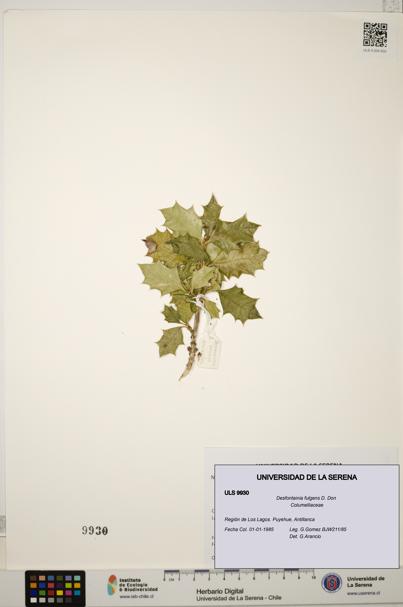 Desfontainia fulgens [Espécimen: ULS:ULS:0009930]