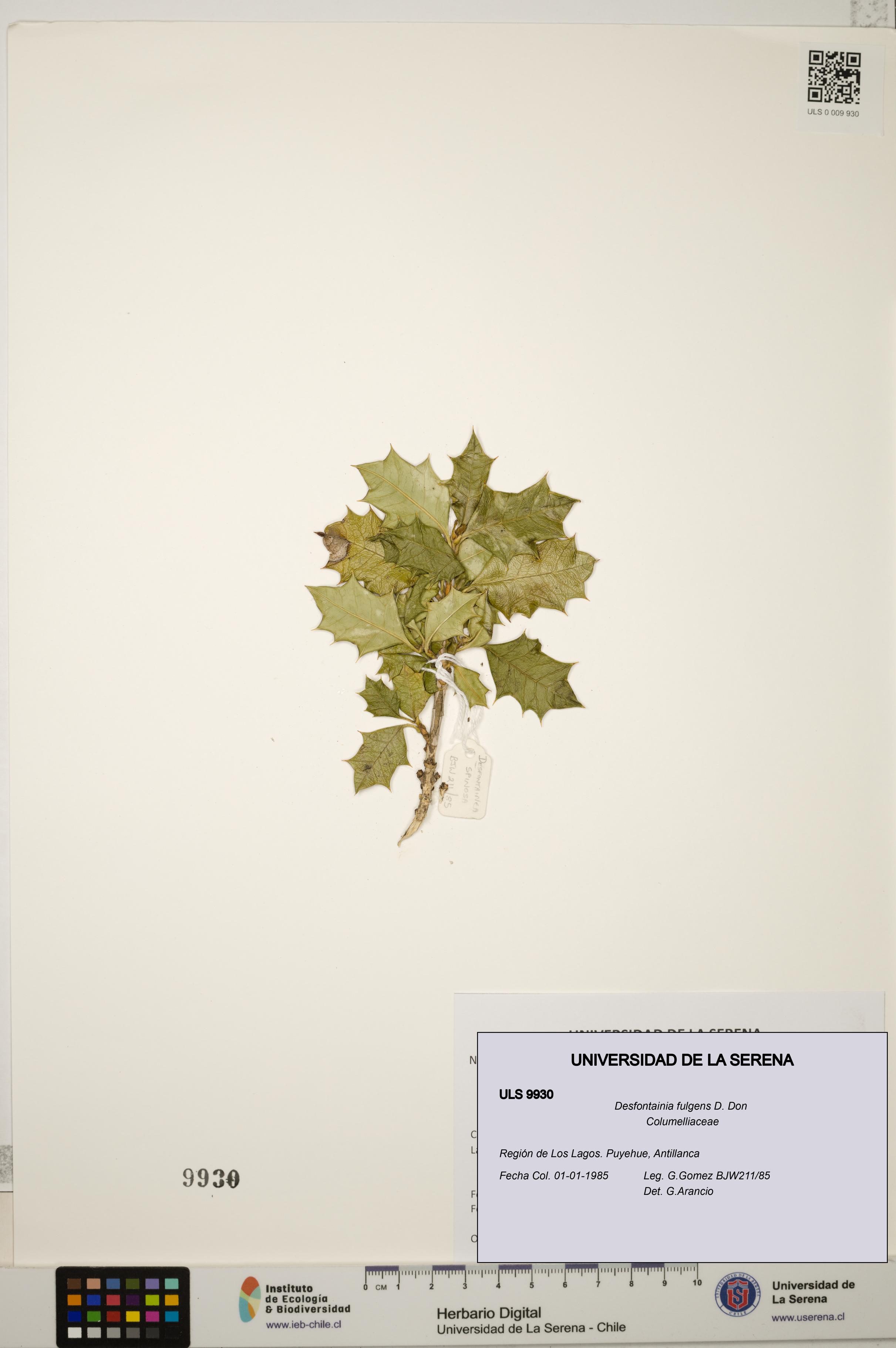 Desfontainia fulgens [Espécimen: ULS:ULS:0009930]