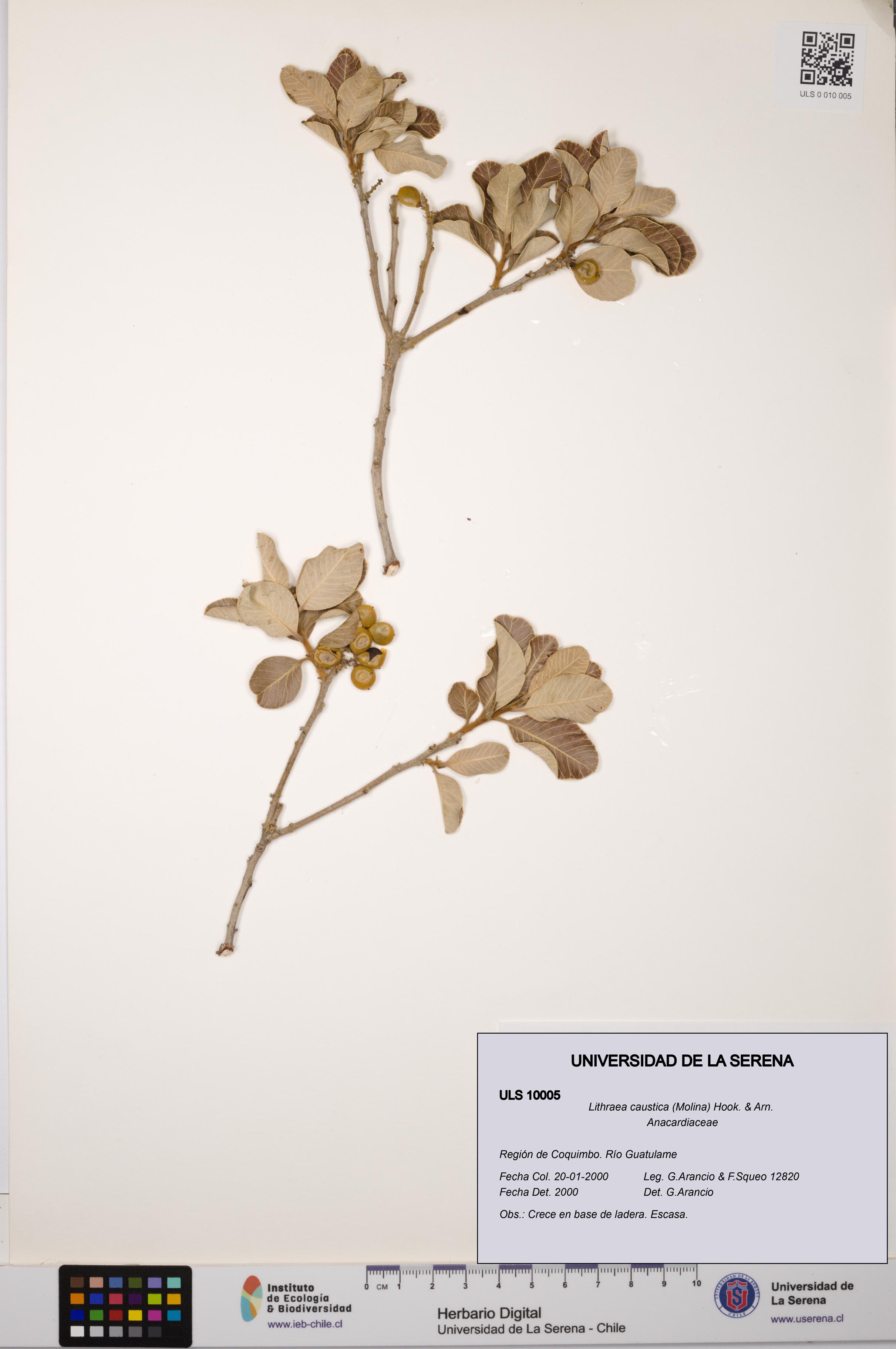 Lithraea caustica [Espécimen: ULS:ULS:0010005]