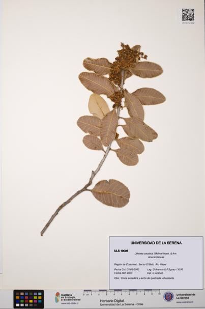 Lithraea caustica [Espécimen: ULS:ULS:0010006]