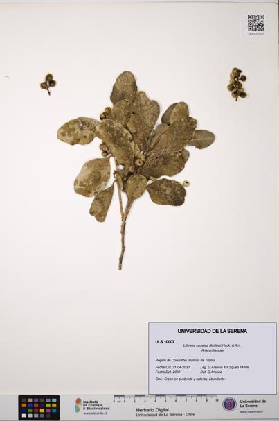 Lithraea caustica [Espécimen: ULS:ULS:0010007]