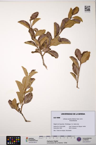 Lithraea caustica [Espécimen: ULS:ULS:0010008]