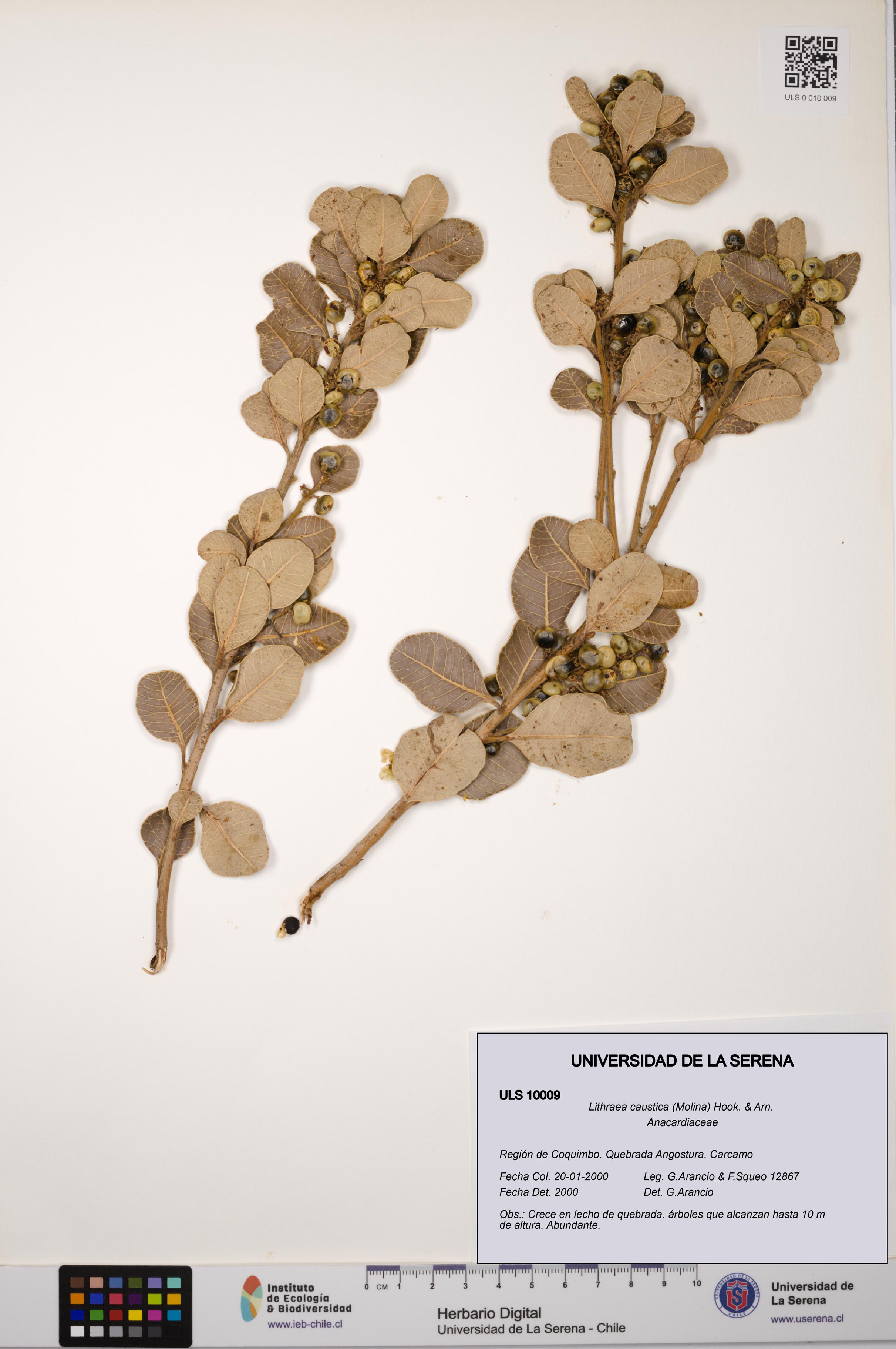 Lithraea caustica [Espécimen: ULS:ULS:0010009]