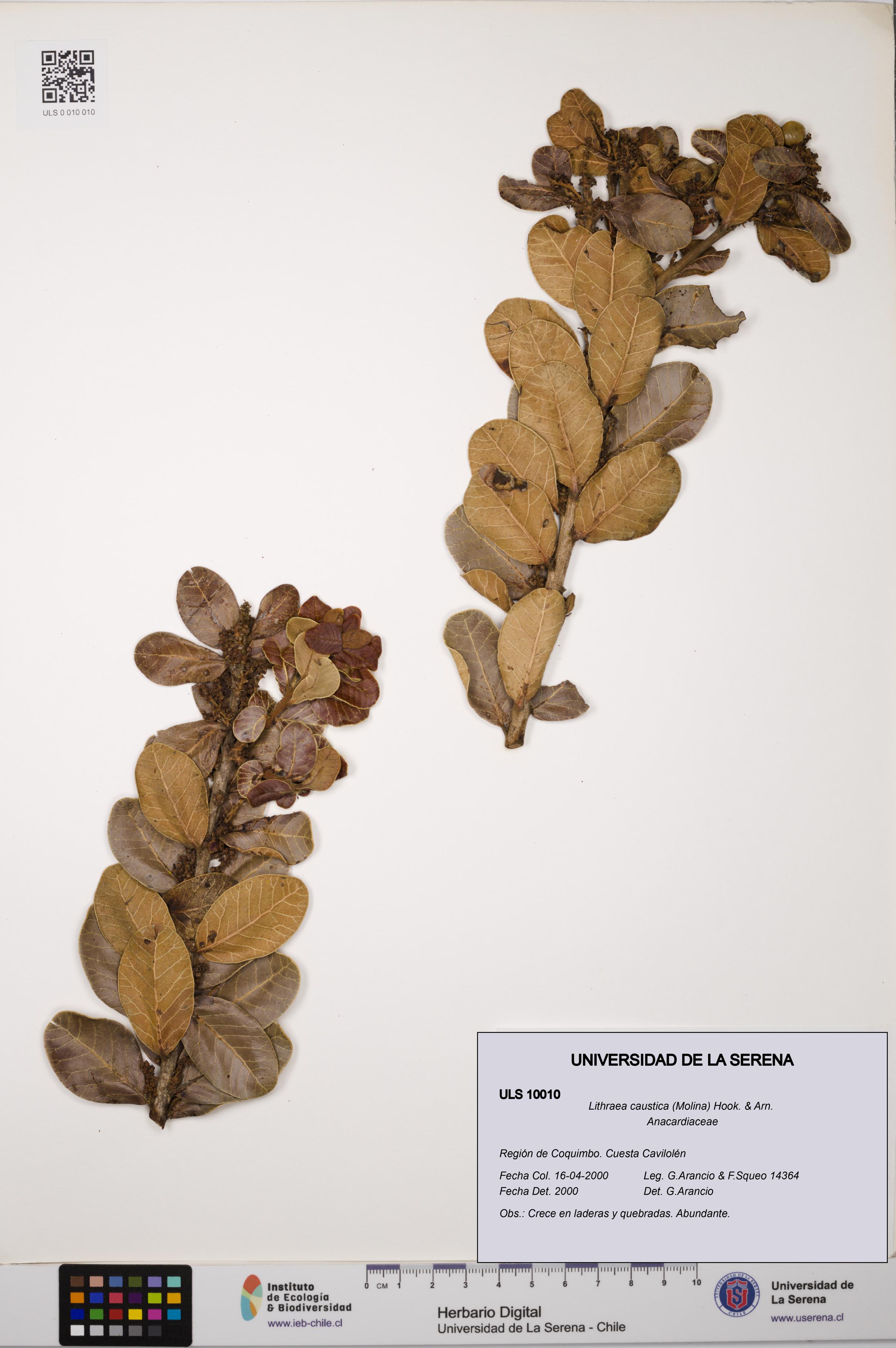 Lithraea caustica [Espécimen: ULS:ULS:0010010]