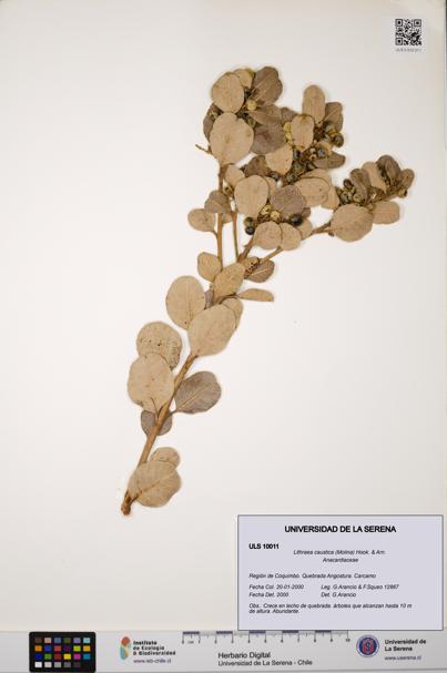 Lithraea caustica [Espécimen: ULS:ULS:0010011]