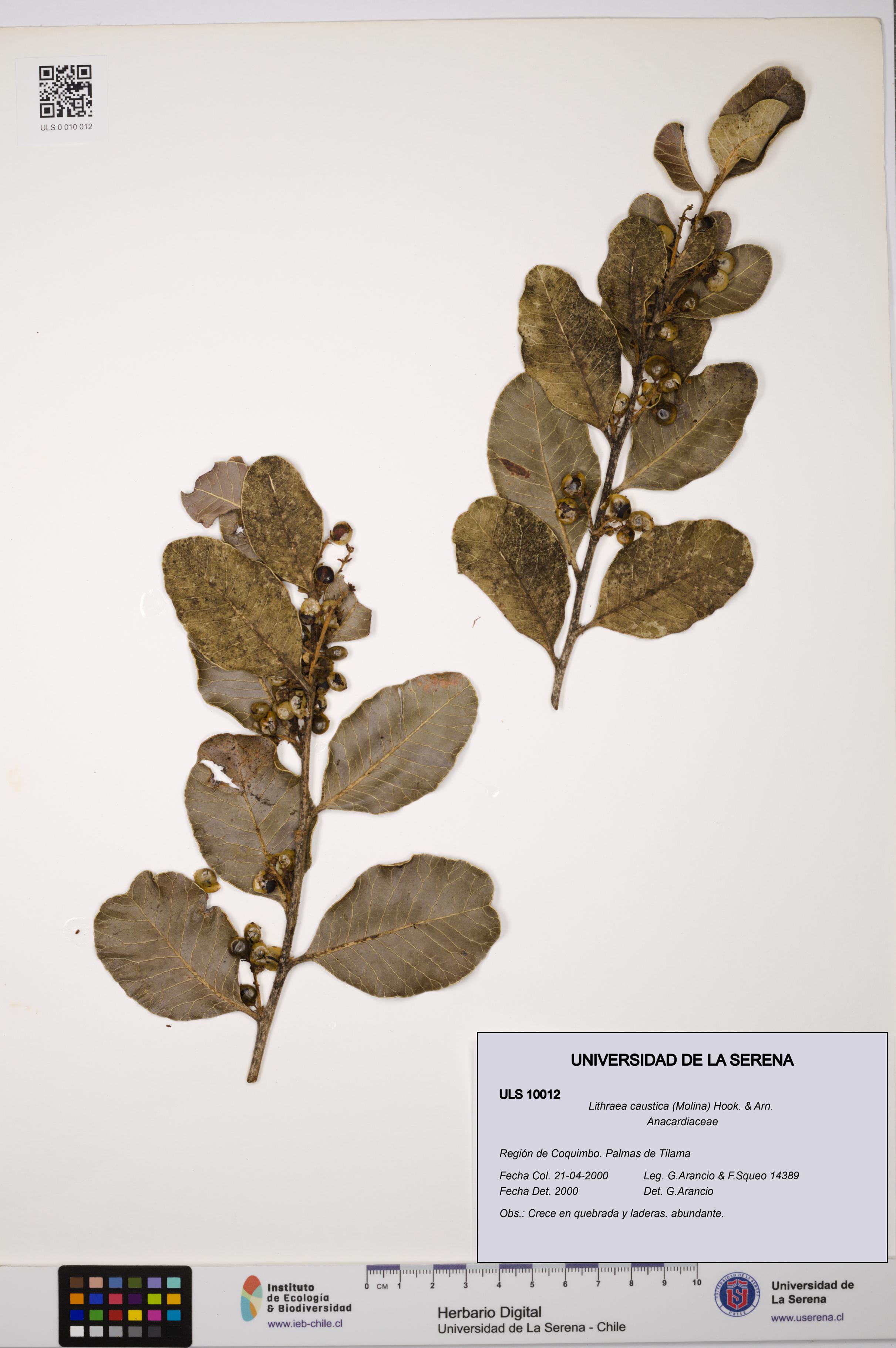 Lithraea caustica [Espécimen: ULS:ULS:0010012]