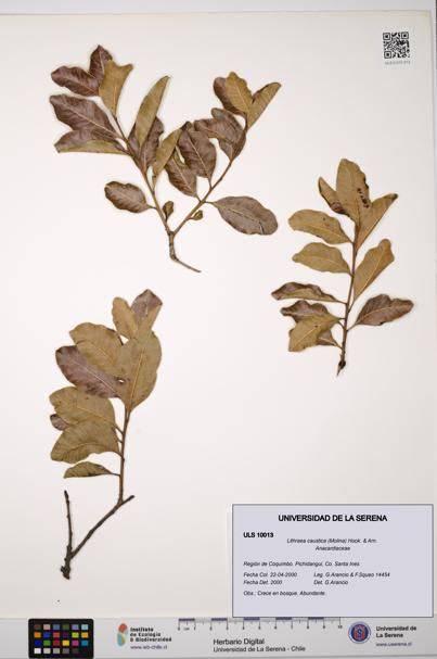 Lithraea caustica [Espécimen: ULS:ULS:0010013]