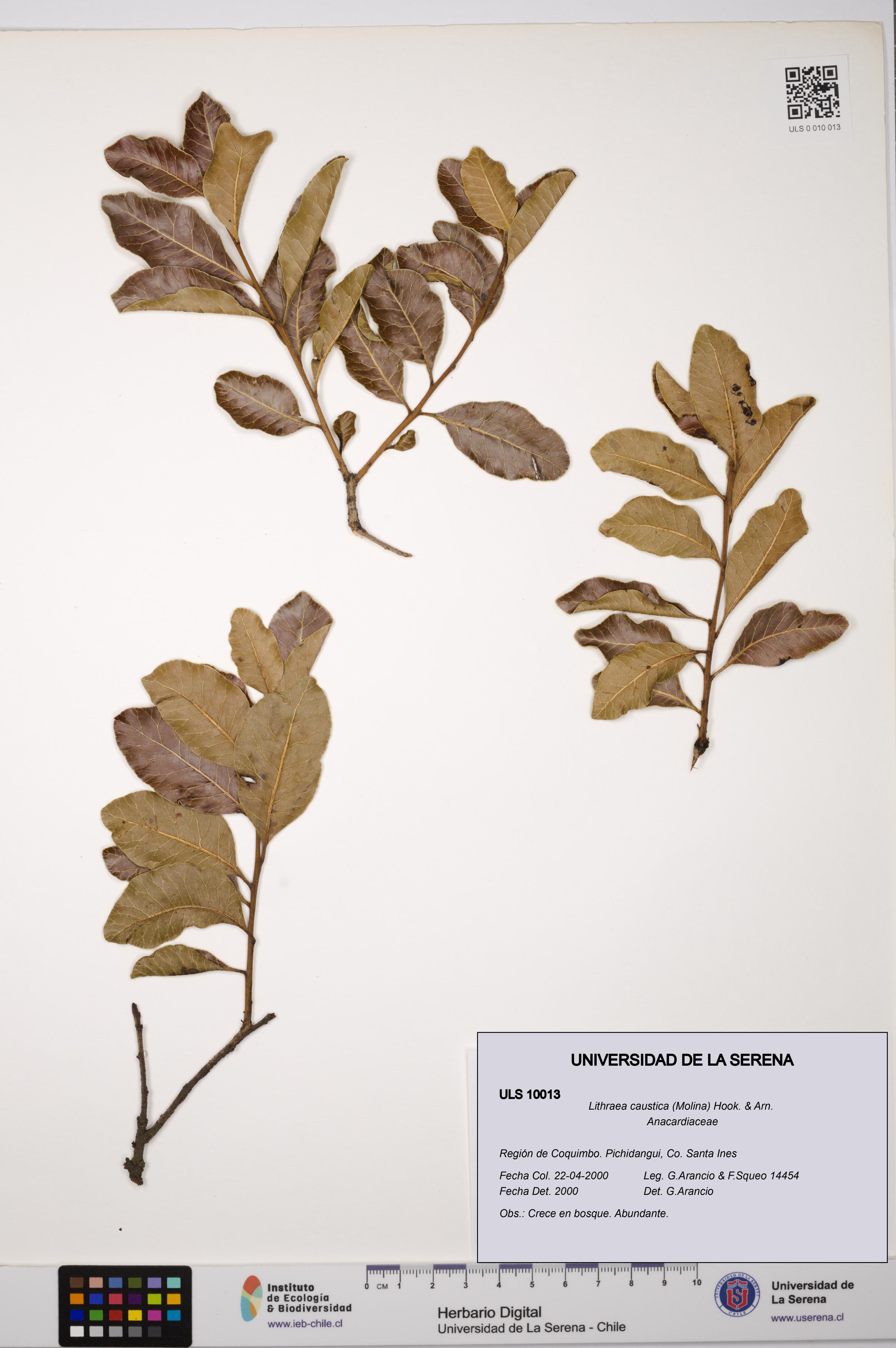 Lithraea caustica [Espécimen: ULS:ULS:0010013]