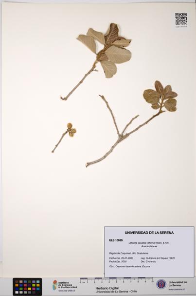 Lithraea caustica [Espécimen: ULS:ULS:0010015]