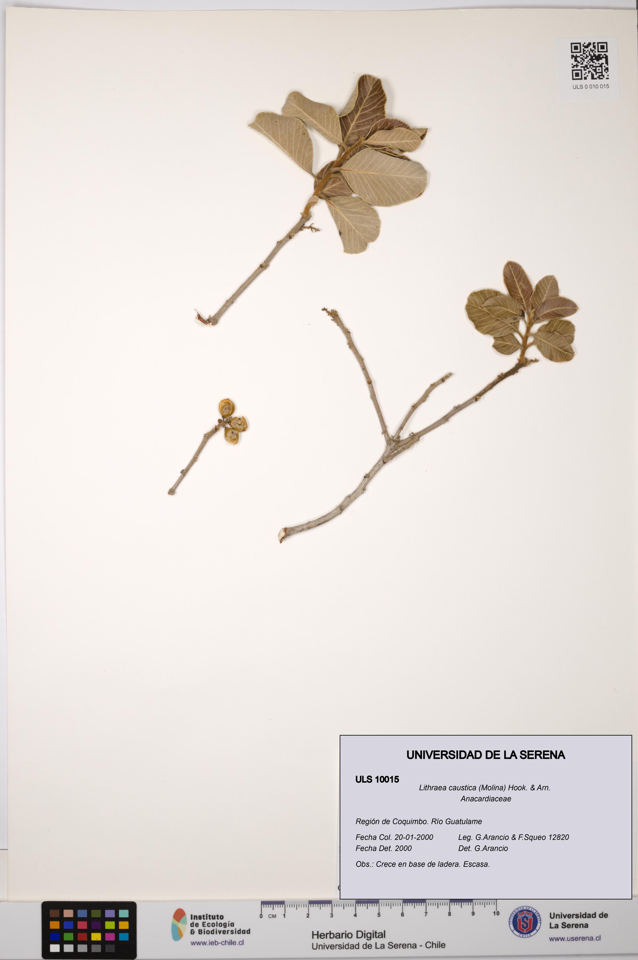 Lithraea caustica [Espécimen: ULS:ULS:0010015]