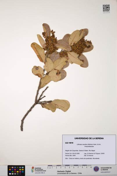 Lithraea caustica [Espécimen: ULS:ULS:0010016]