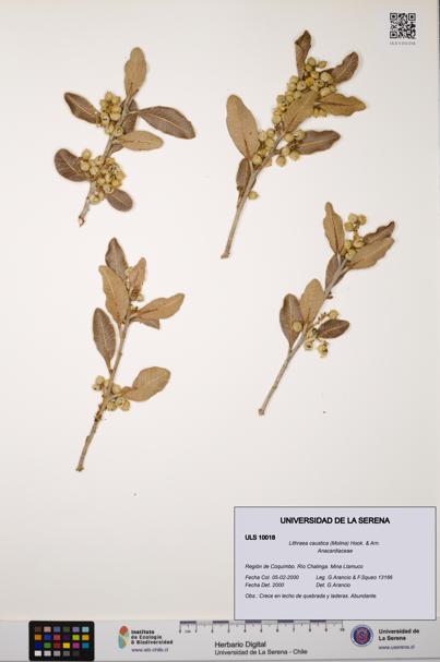 Lithraea caustica [Espécimen: ULS:ULS:0010018]