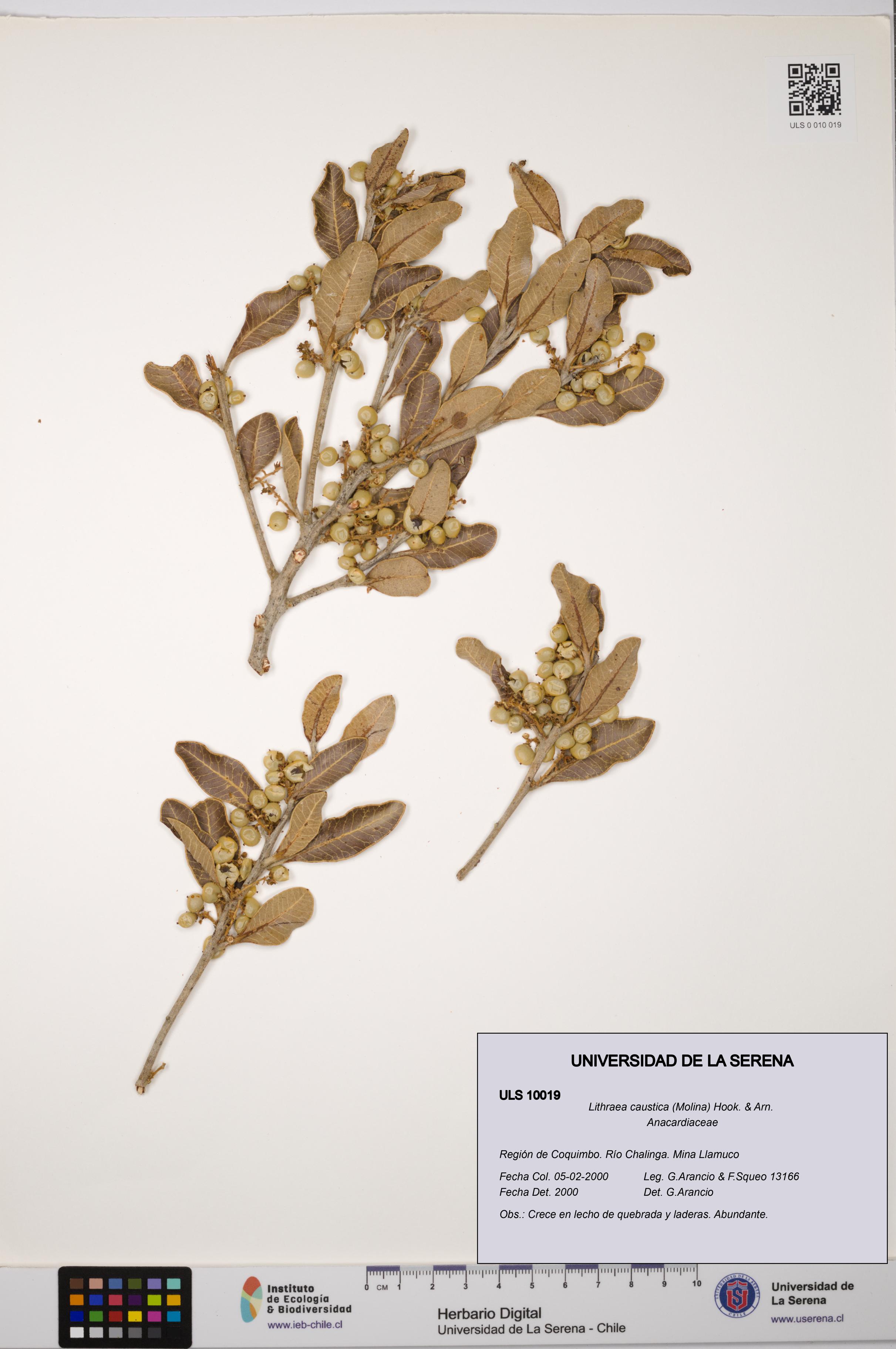 Lithraea caustica [Espécimen: ULS:ULS:0010019]