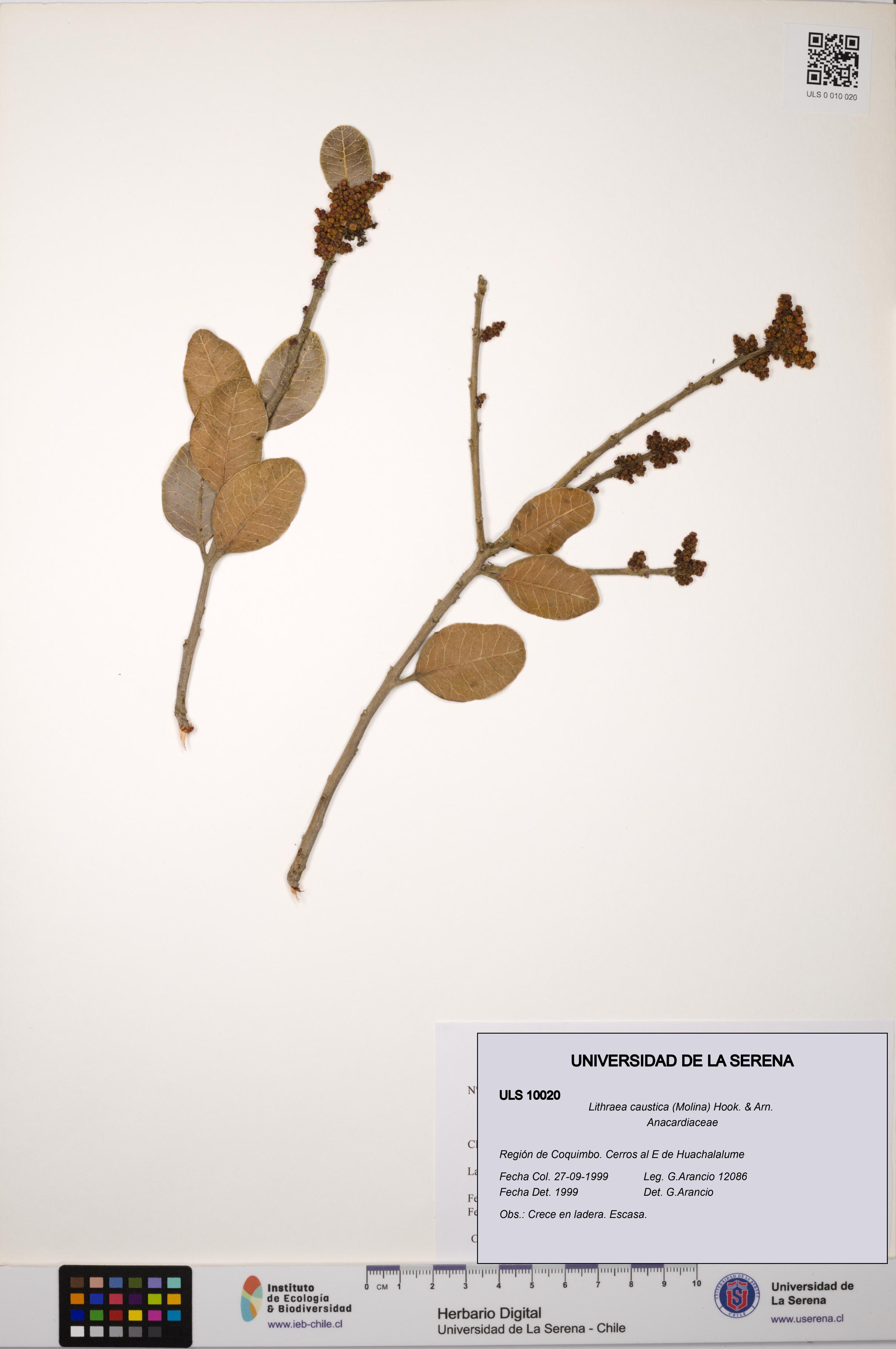 Lithraea caustica [Espécimen: ULS:ULS:0010020]