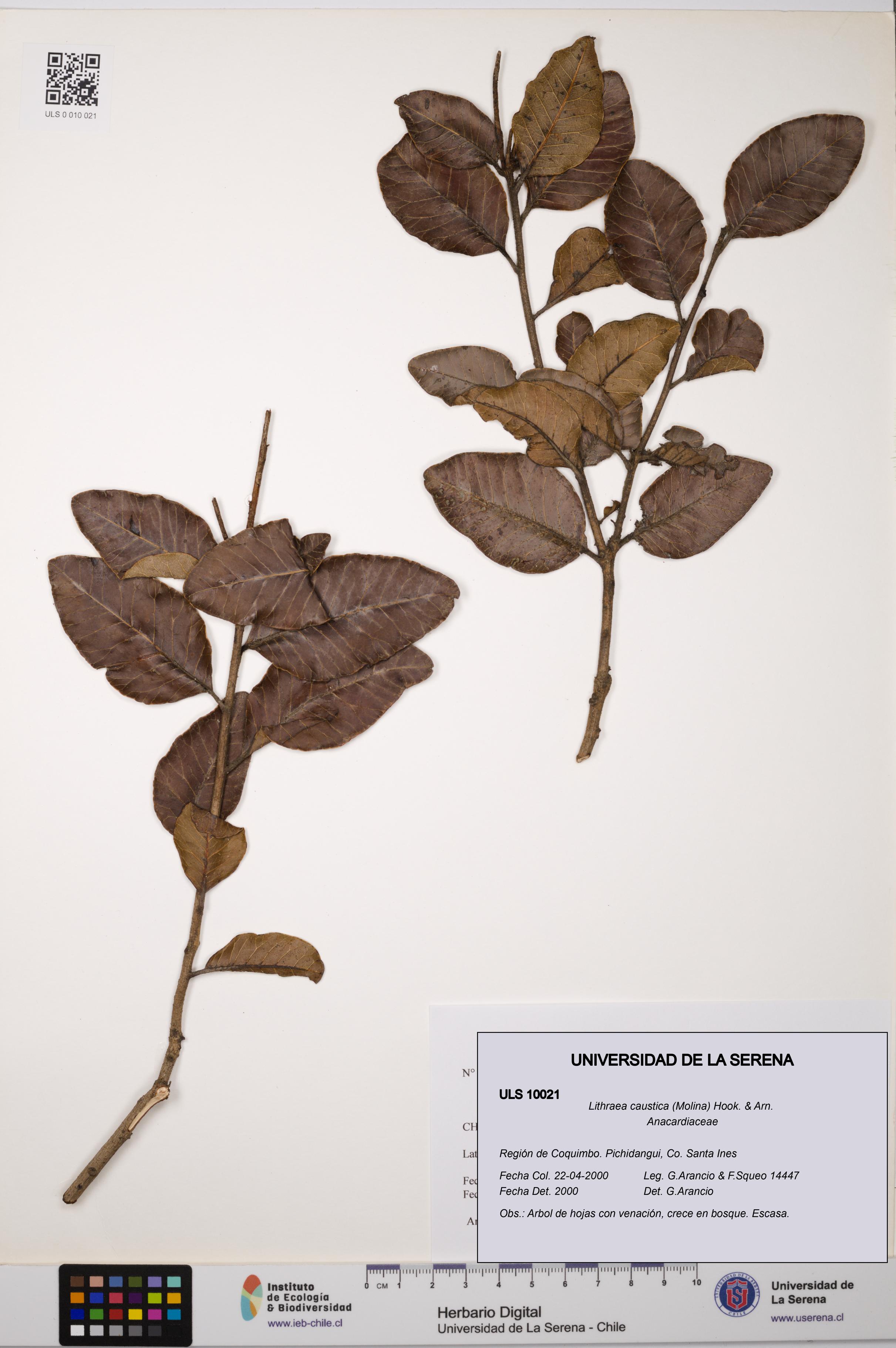 Lithraea caustica [Espécimen: ULS:ULS:0010021]