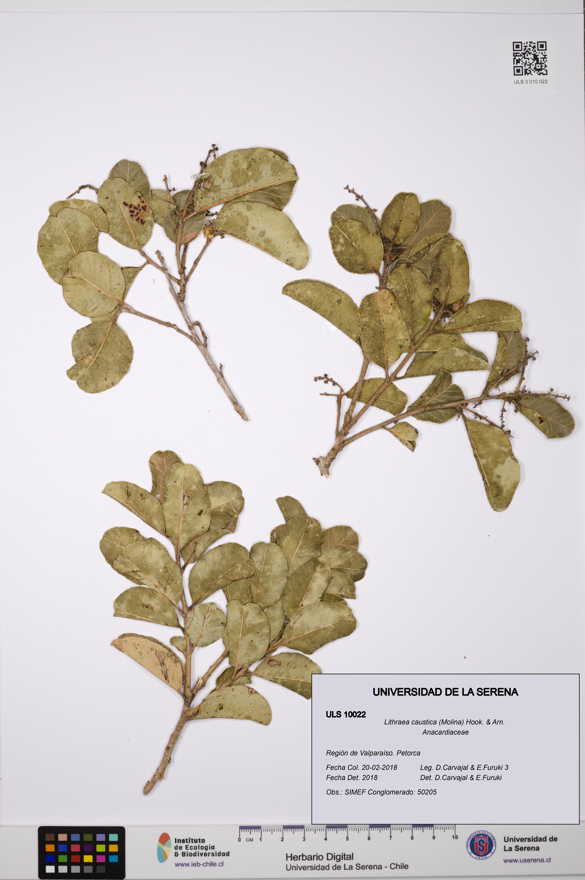 Lithraea caustica [Espécimen: ULS:ULS:0010022]